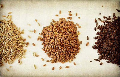 Malt Photos