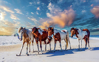 Photograph - Assateague Island, ponies #2 by Louis Dallara