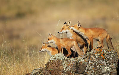  Photograph - A Family of Red Foxes by Donald Quintana