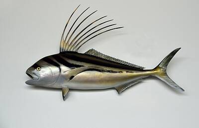 Roosterfish Photos