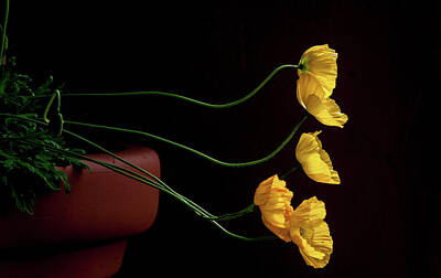  Digital Art - Yellow Poppies by James R Morrison