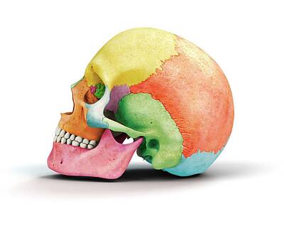 Designs Similar to Human Skull #3