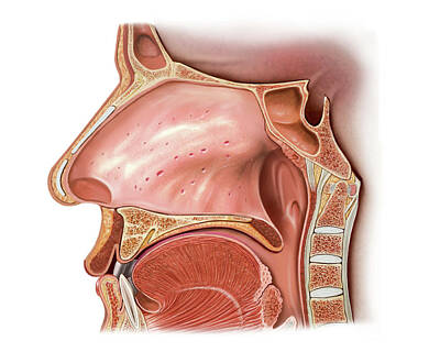 Nasal Cavity Art Prints