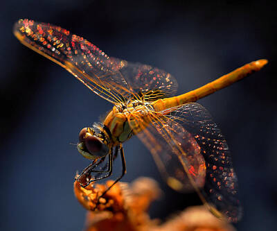 Dragonfly Wings Photos