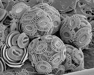 Calcareous Phytoplankton Art