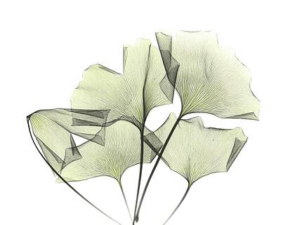 Designs Similar to Ginkgo Plant Leaves