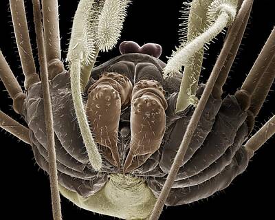 Designs Similar to Harvestman spider, SEM