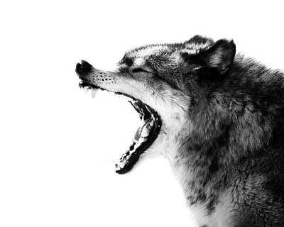 Wolf-photos Art