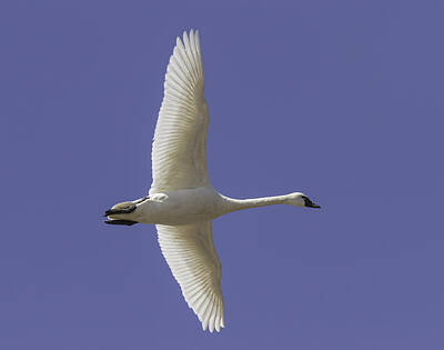 Whistling Swan Art