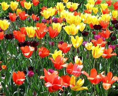 Designs Similar to Painted Sunlit Tulips