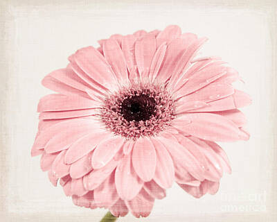 Designs Similar to Pastel Pink Gerbera