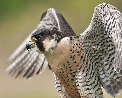 Designs Similar to Peregrine Falcon