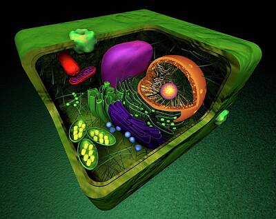Designs Similar to Plant Cell by Sci-comm Studios