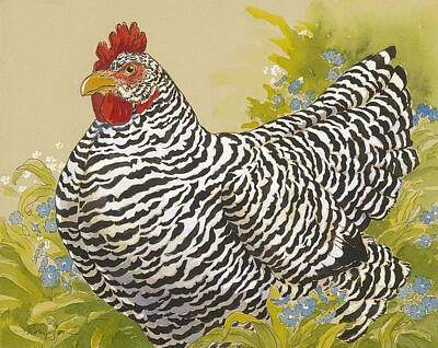 Rooster Chicken Barred Plymouth Rock Hen Wall Decor Espresso Art Framed Picture 