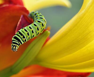 Papilio Polyxenes Original Artwork