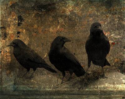 Three Crows Photos