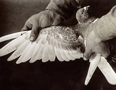 Designs Similar to Wwi Pigeon, 1918 by Granger