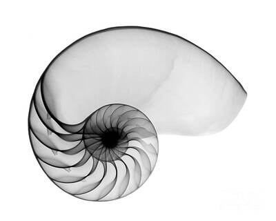 Designs Similar to X-ray Of Nautilus by Bert Myers