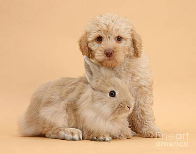 Designs Similar to Labradoodle Puppy With Rabbit