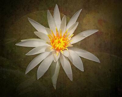 Designs Similar to White Water Lily by Rudy Umans