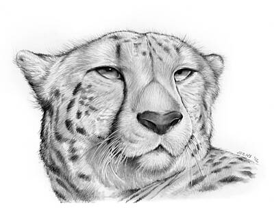 Cheetah Drawings