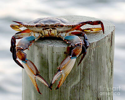 Lobster Claw Photos