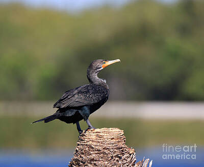 Designs Similar to Double crested Cormorant