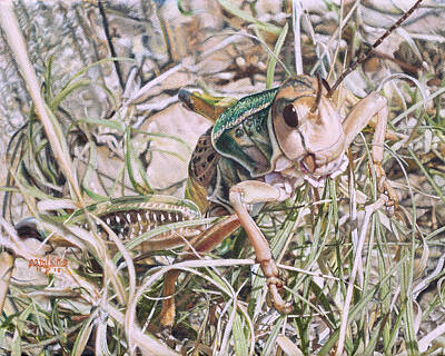 Lubber Grasshopper Paintings