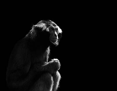 Designs Similar to Gibbon by Chris Whittle