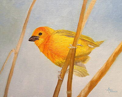 Saffron Finch Paintings