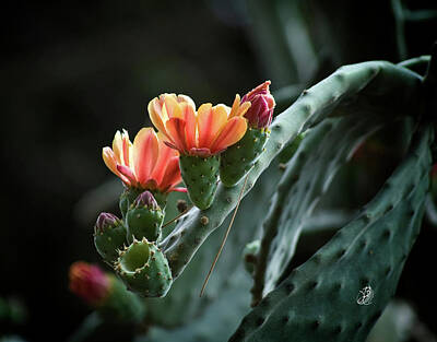  Photograph - Sicily Cactus by Jessie Bee