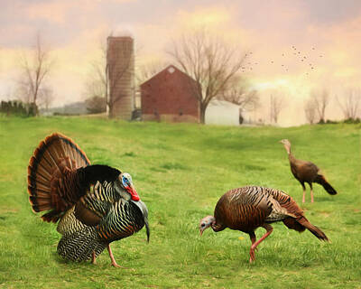 Wild Turkey Mixed Media Art Prints