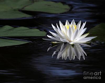Designs Similar to White Water Lily