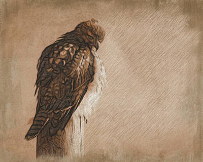 Red-tailed Hawk Mixed Media