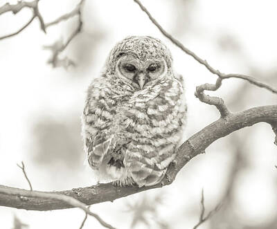 Designs Similar to Barred Owlet Monochrome