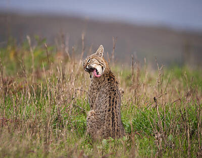 Point Reyes National Seashore Photos