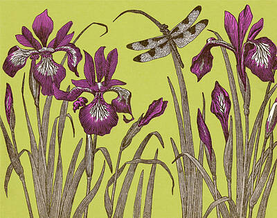 Irises Drawings