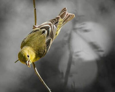 Lesser Goldfinch Art