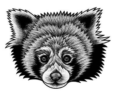 Lesser Panda Drawings