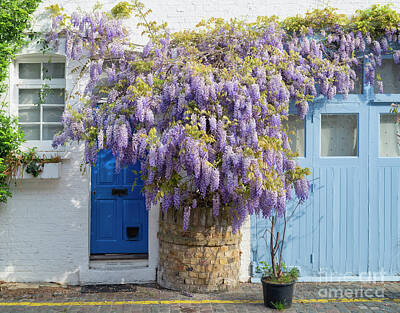 Designs Similar to Wisteria in St Lukes Mews