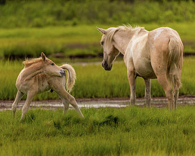  Photograph - Mare and Foal by Scott Thomas Images