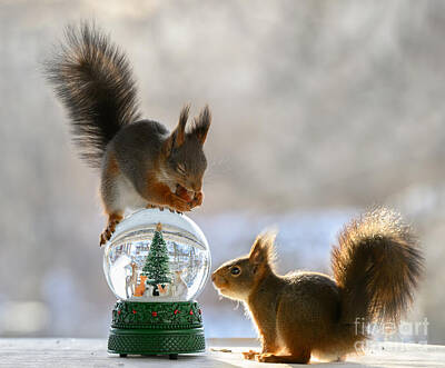  Photograph - Red Squirrel, squirrel, Sciurus vulgaris, Eurasian red squirrel, #139 by Geert Weggen