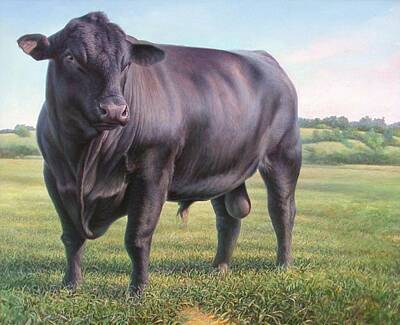 Angus Cattle Paintings