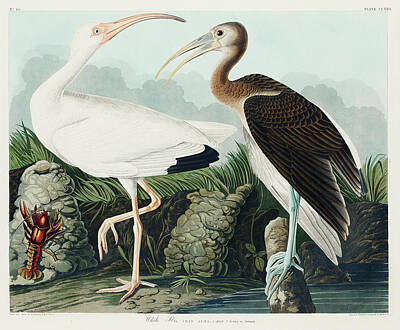 American White Ibis Art