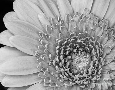  Photograph - Black and White Gerbera Daisy Focus by Melissa Hayden