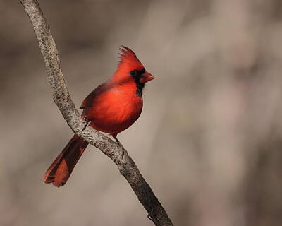  Photograph - Cardinal 6947 by John Moyer