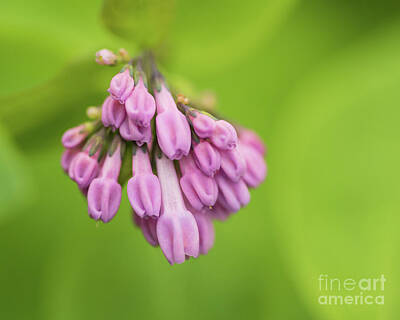  Photograph - Pink Virginia Bluebell Buds by Brandon Adkins