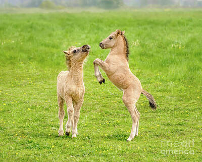  Photograph - Playful Konik Foals  by Katho Menden