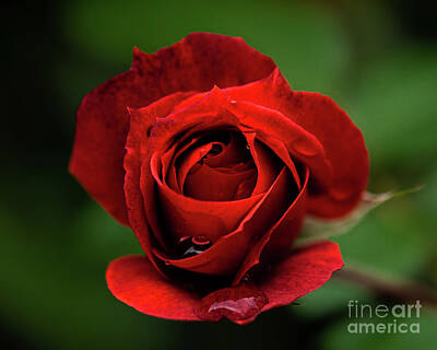  Photograph - Rose of Emotion by Melissa Hayden