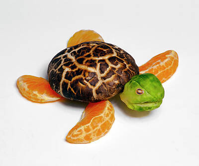  Photograph - Shitake Turtle by Cacio Murilo De Vasconcelos